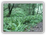 Ferns