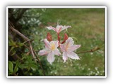 Rhododendron