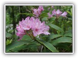 Rhododendron