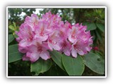 Rhododendron