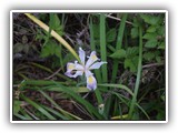 Oregon Iris