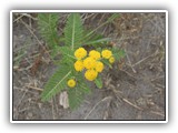 Seaside Tansy