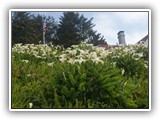 Calla Lilies