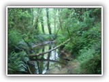 Hoh Rain Forest