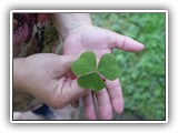 Huge Clover