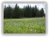 Wildflower Meadow