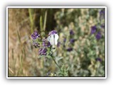 Wildflower & Butterfly