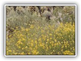 Yellow Desert Flowers