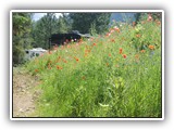 Farragut Wildflowers