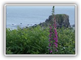 Foxglove