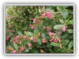 Shrub