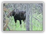 Moose at Buffalo Idaho