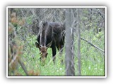 Moose at Buffalo Idaho