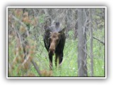 Moose at Buffalo Idaho