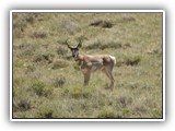 Pronghorn in Wyoming