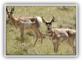 Pronghorn in Wyoming