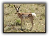 Pronghorn in Wyoming