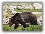 Grizzly & Wolf Discovery Center