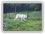 Grizzly & Wolf Discovery Center