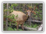 Yellowstone - Elk