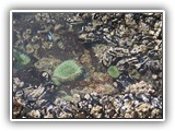 Anemone in Tide Pool