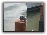 Astoria Pigeons at Dock