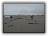 Clamming at Fort Stevens