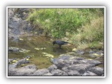 Crow at Cape Perpetua