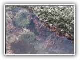 Tide Pool at Devils Punch Bowl