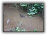 Duck at Fort Stevens