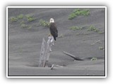 Eagle at Fort Stevens