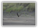 Eagle at Fort Stevens