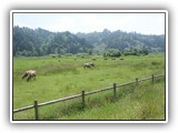 Dean Creek Elk Viewing Area