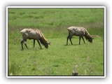 Dean Creek Elk Viewing Area