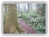 Fort Stevens Trail