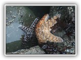 Ochre Sea Star