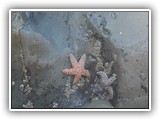 Ochre Sea Star at Low Tide