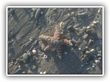 Ochre Sea Star