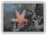 Ochre Sea Star at Low Tide