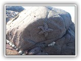 Ochre Sea Star at Low Tide