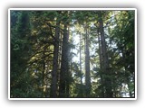 Jessie Honeyman State Park Hemlock Trees