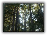 Jessie Honeyman State Park Hemlock Trees