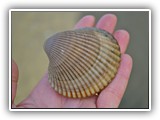 Nehalem Bay Clam