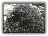 Nehalem Beach Clams