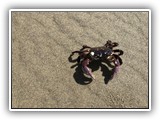 Nehalem Beach Crab