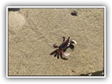 Nehalem Beach Crab