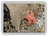 Nehalem Beach Sea Star