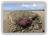 Nehalem Beach Sea Star