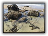 Nehalem Tide Pool