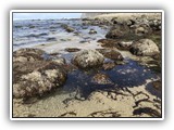 Nehalem Tide Pool